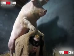 A zoophile enters the barn covertly to attempt copulation with an eager pig.
